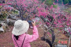 （新春走基层）粤赣三地共赴“桃约” 奏响生态文旅春之曲
