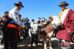 青海贵德：黄河岸畔“二牛抬杠”启春耕